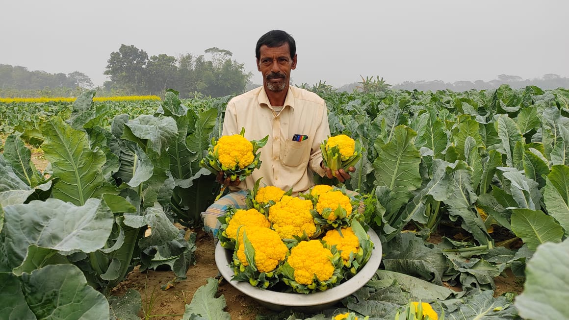 হলুদ ফুলকপি