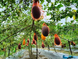 গ্রীষ্মকালীন তরমুজ