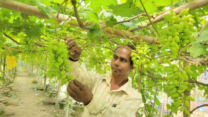 ফুলবাড়ীতে বাণিজ্যিকভাবে বাইনুর জাতের আঙ্গুর চাষে দুই উদ্যোক্তার বাজিমাত